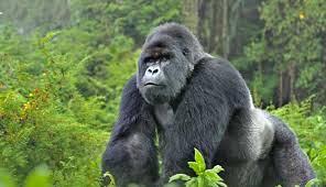 Nationalparks Uganda