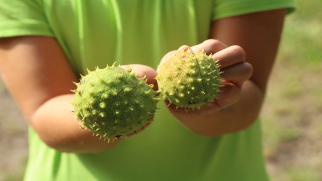 Kastanienschalen in Kinderhänden